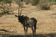 Oryxantilope im Samburu NP